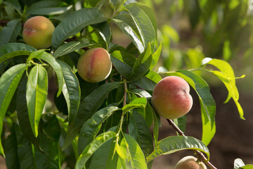three peach fruits growing on a tree, selective focus