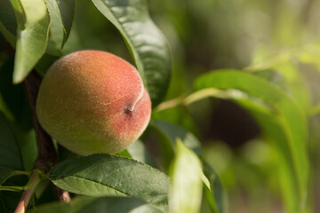 pink peach hanging on a tree, against the backdrop of greenery, harvest