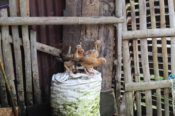 a chick perched on a sack belonging to a free-living farmer