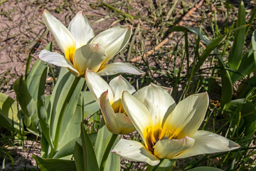 Obraz premium Tulipes White Prince 