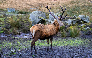 Obraz premium Reindeer in the woods