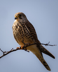 common kestrel sitting on a branch