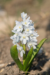White Mishenko squill flower (Scilla mischtschenkoana). - obrazy, fototapety, plakaty