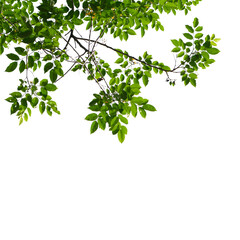 Green tree branch isolated on white background