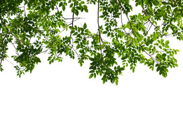 Green tree branch isolated on white background