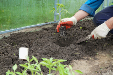 The hands of a man who are planting tomato seedlings in a garden bed in a greenhouse. The concept of gardening and agriculture.