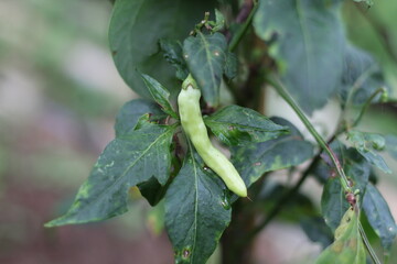 young chilies that are still white in the farmer's garden
