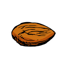 アーモンド単体＿線画カラーイラスト