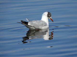 The black-headed gull (Chroicocephalus ridibundus) is a small gull that breeds in much of the Palearctic including Europe and also in coastal eastern Canada.