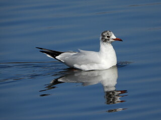 The black-headed gull (Chroicocephalus ridibundus) is a small gull that breeds in much of the Palearctic including Europe and also in coastal eastern Canada.