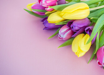 colorful tulips on soft pink ground with space for text