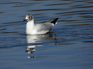 The black-headed gull (Chroicocephalus ridibundus) is a small gull that breeds in much of the Palearctic including Europe and also in coastal eastern Canada.