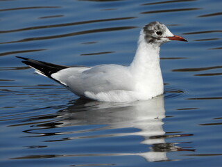 The black-headed gull (Chroicocephalus ridibundus) is a small gull that breeds in much of the Palearctic including Europe and also in coastal eastern Canada.