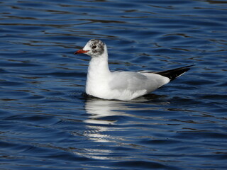 The black-headed gull (Chroicocephalus ridibundus) is a small gull that breeds in much of the Palearctic including Europe and also in coastal eastern Canada.