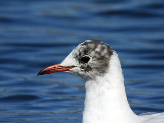 The black-headed gull (Chroicocephalus ridibundus) is a small gull that breeds in much of the Palearctic including Europe and also in coastal eastern Canada.