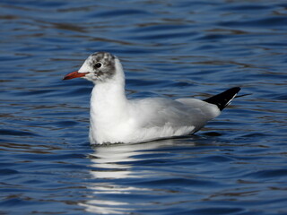 The black-headed gull (Chroicocephalus ridibundus) is a small gull that breeds in much of the Palearctic including Europe and also in coastal eastern Canada.