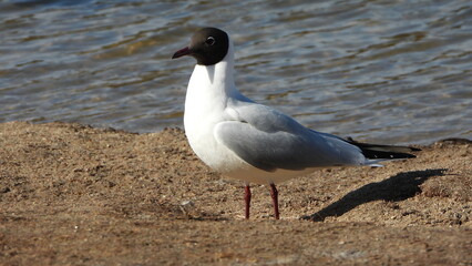 The black-headed gull (Chroicocephalus ridibundus) is a small gull that breeds in much of the Palearctic including Europe and also in coastal eastern Canada.