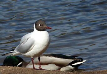 The black-headed gull (Chroicocephalus ridibundus) is a small gull that breeds in much of the Palearctic including Europe and also in coastal eastern Canada.