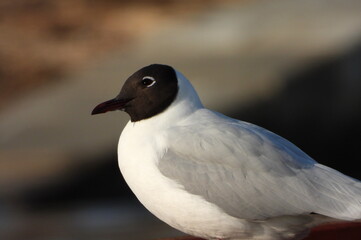 The black-headed gull (Chroicocephalus ridibundus) is a small gull that breeds in much of the Palearctic including Europe and also in coastal eastern Canada.