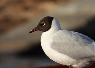 The black-headed gull (Chroicocephalus ridibundus) is a small gull that breeds in much of the Palearctic including Europe and also in coastal eastern Canada.