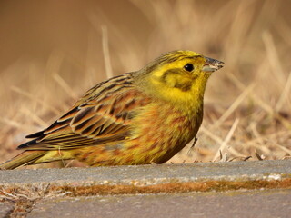 The yellowhammer (Emberiza citrinella) is a passerine bird in the bunting family that is native to Eurasia and has been introduced to New Zealand and Australia