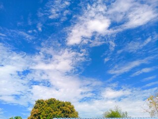 Obraz premium tree and sky