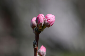 テルテモモの蕾　花桃の仲間