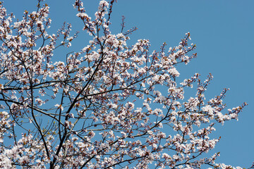 ベニバスモモ　桜の仲間