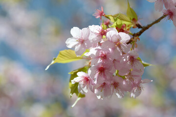 河津桜　早咲きの桜