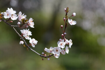 ベニバスモモ　桜の仲間