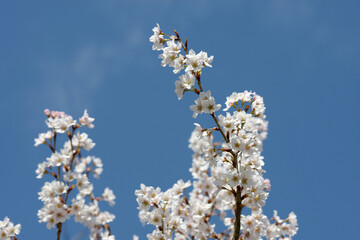 Fototapeta premium 啓翁桜 冬のサクラ