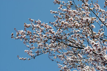 ベニバスモモ　桜の仲間