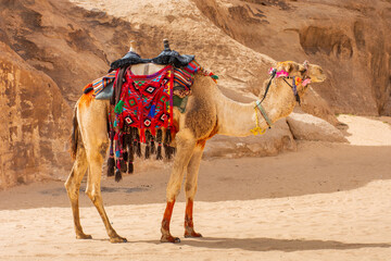 Camel in Wadi Rum Desert, Jordan beautiful daytime landscape