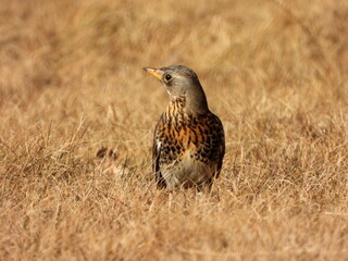 The fieldfare (Turdus pilaris) is a member of the thrush family Turdidae. It breeds in woodland and scrub in northern Europe and across the Palearctic. Pale spring grass.