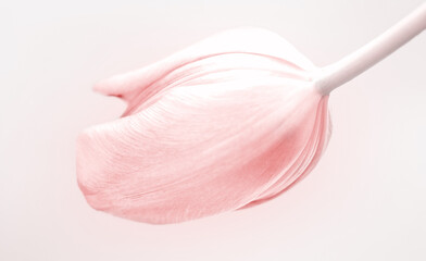 Tulpe in hellem und sanftem rosa