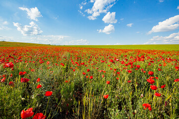 Fototapeta na wymiar Flowers Red poppies bloom in wild field. Beautiful field red poppies with selective focus. Red poppies in soft light. Opium poppy. Natural drugs. Glade of red poppies. Lonely poppy.