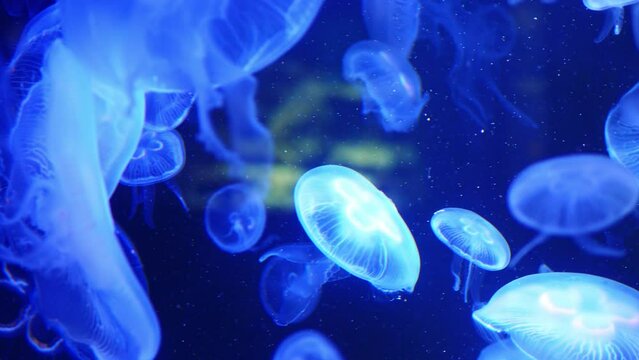 Fluorescent jellyfish swimming in an aquarium pool in 4K video