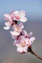 Pfirsichblüten