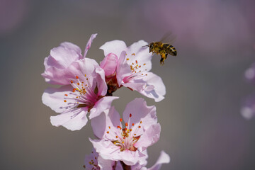 Pfirsichblüten © S. Porsche