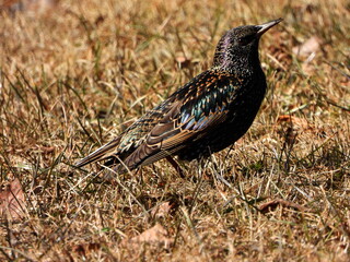 The common starling or European starling (Sturnus vulgaris), also known simply as the starling in Great Britain and Ireland, is a medium-sized passerine bird in the starling family, Sturnidae.