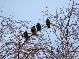 The common starling or European starling (Sturnus vulgaris), also known simply as the starling in Great Britain and Ireland, is a medium-sized passerine bird in the starling family, Sturnidae.