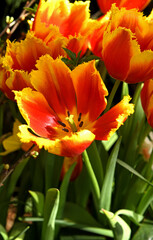 Beautiful blood red Tulip with golden edging Davenport, Fringed Tulip