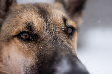 portrait of a red dog in the middle of a winter forest and white snow