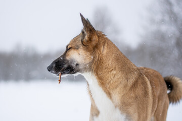 portrait of a red dog in the middle of a winter forest and white snow