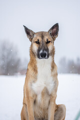 portrait of a red dog in the middle of a winter forest and white snow