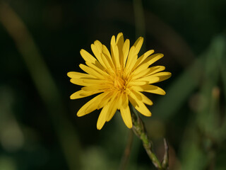 flower of dandelion