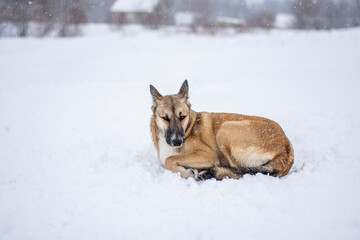 a red-haired dog lies in the snow in the middle of the forest and snow with his back to the photographer. Frozen dog in the snow
