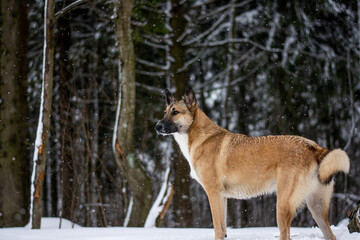 portrait of a red dog in the middle of a winter forest and white snow