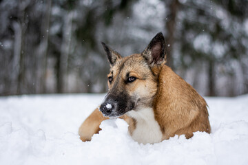 a red-haired dog lies in the snow in the middle of the forest and snow with his back to the photographer. Frozen dog in the snow