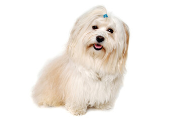 Happe Coton De Tulear dog sitting on a clean white background - 495230426